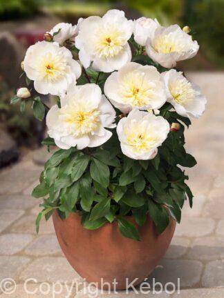 Paeonia lactiflora (S) Madrid - Bag