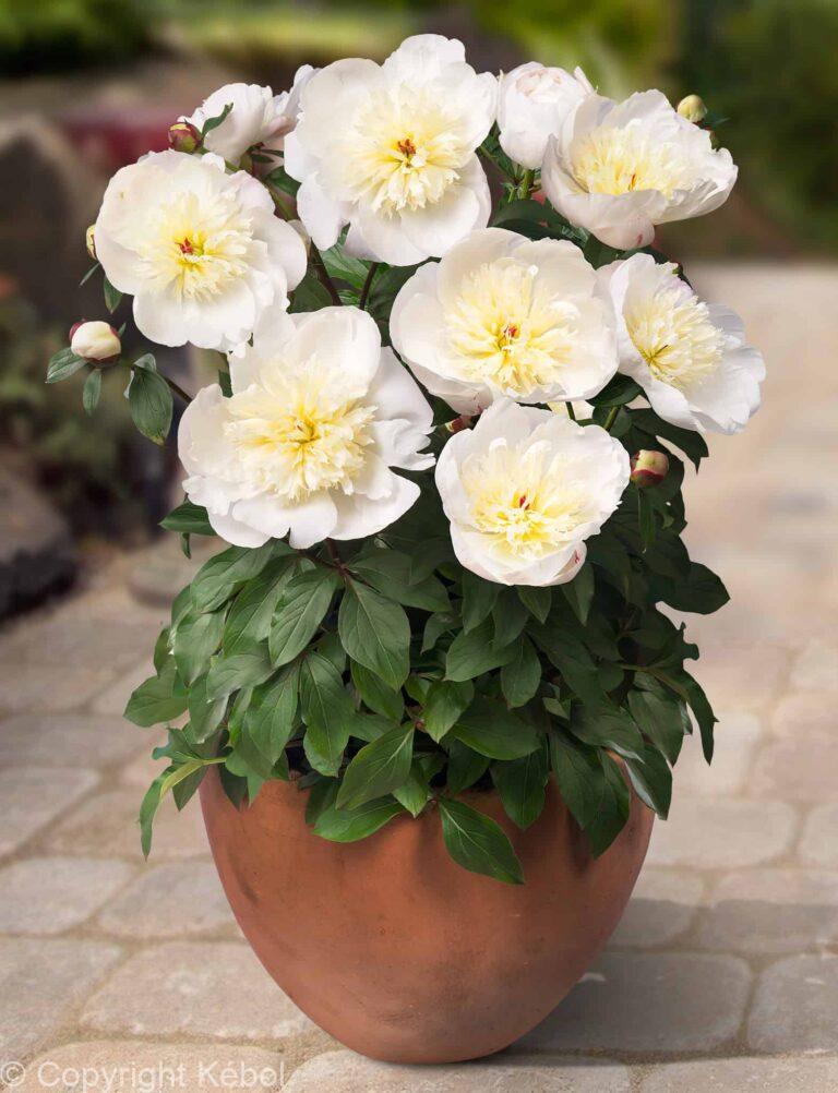 Paeonia lactiflora (S) Madrid - Bag
