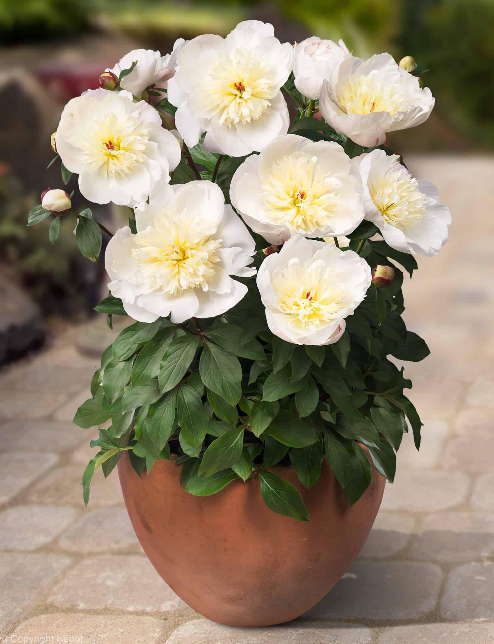 Paeonia lactiflora (S) Madrid - Case