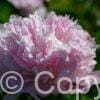 Paeonia lactiflora (D) Mme Calot - Bag