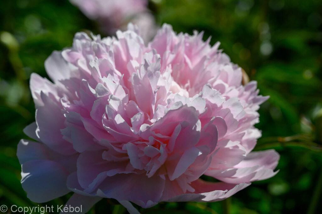 Kebol Shell Paeonia lactiflora (D) Mme Calot - Bag - Kébol