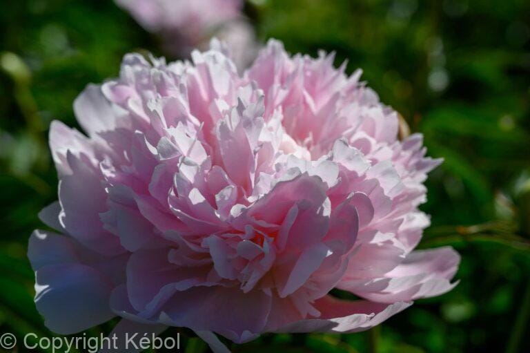 Paeonia lactiflora (D) Mme Calot - Bag