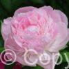 Paeonia lactiflora (D) Nick Shaylor - Bag