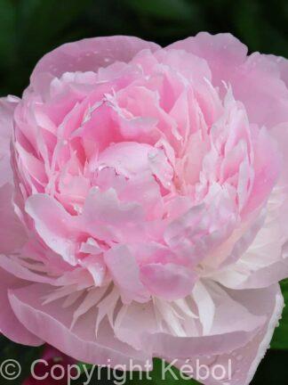 Paeonia lactiflora (D) Nick Shaylor - Bag