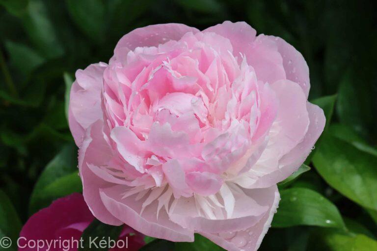 Paeonia lactiflora (D) Nick Shaylor - Bag