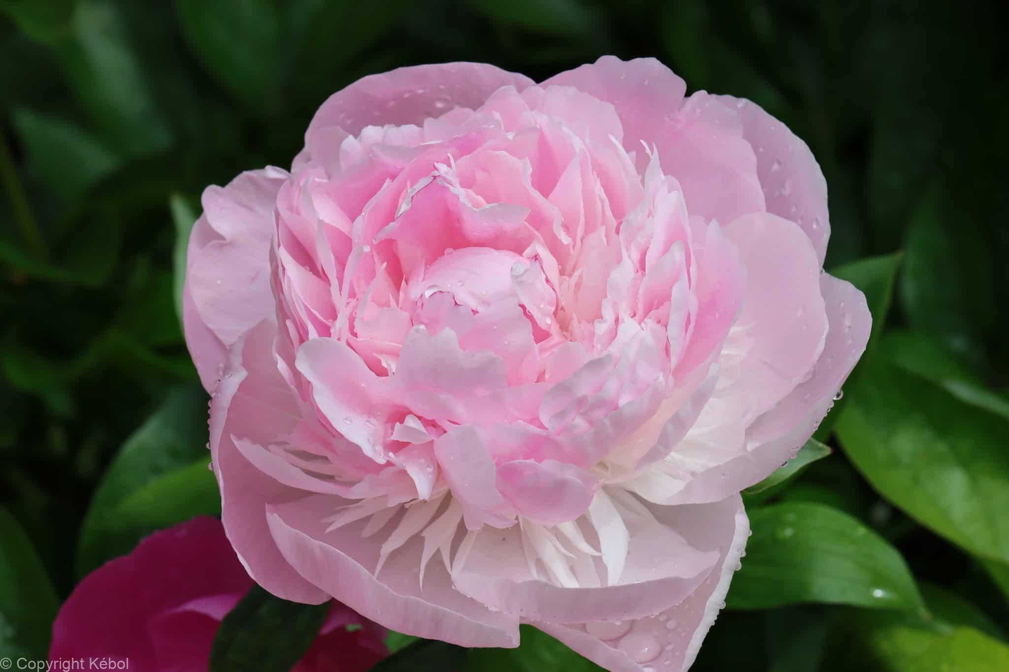 Paeonia lactiflora (D) Nick Shaylor - Case