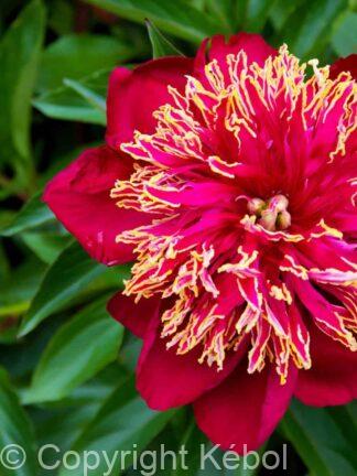 Paeonia lactiflora (S) Nippon Beauty - Bag