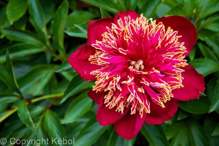 Paeonia lactiflora (S) Nippon Beauty - Bag