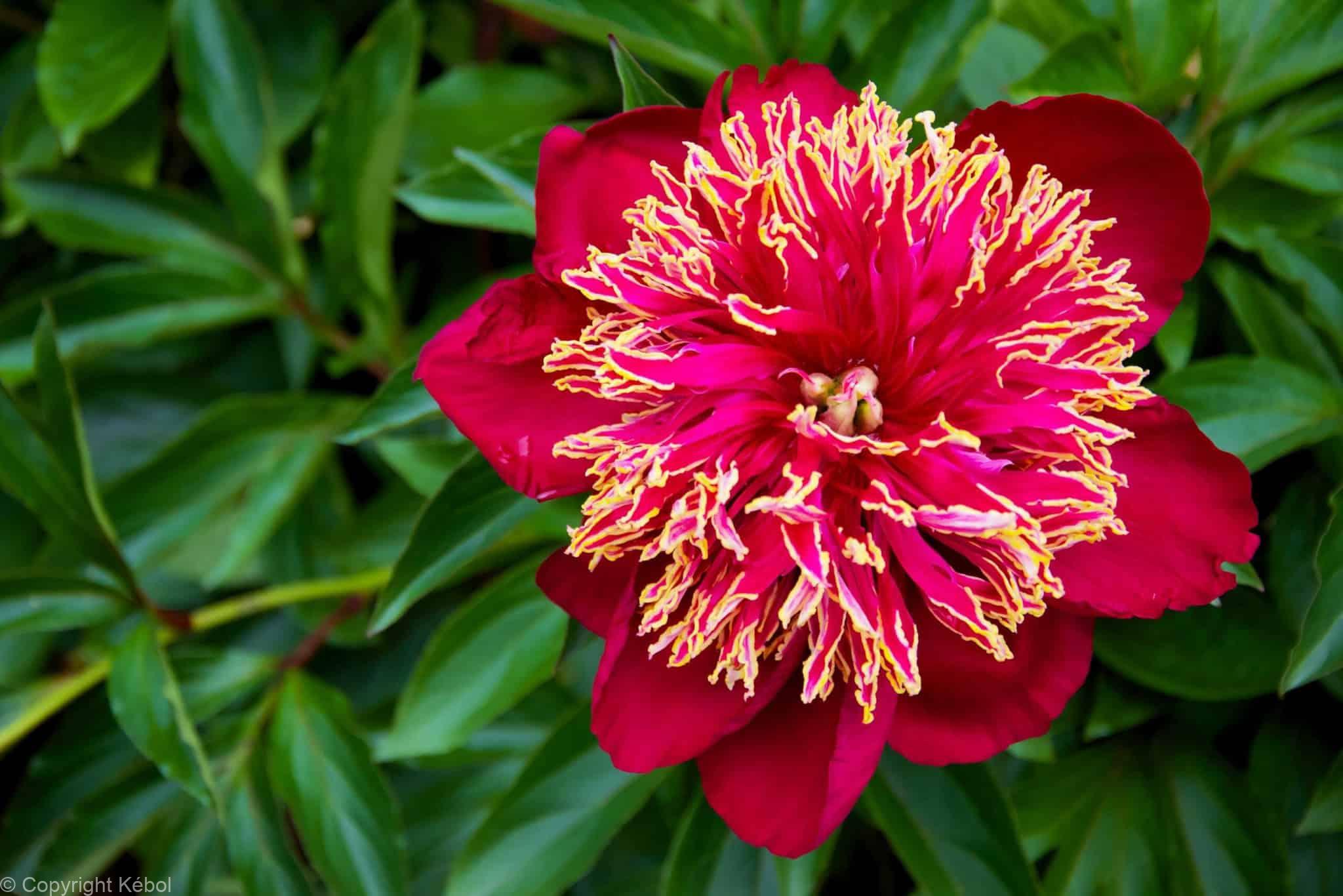 Paeonia lactiflora (S) Nippon Beauty - Bag