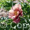 Paeonia itoh Old Rose Dandy - Bag