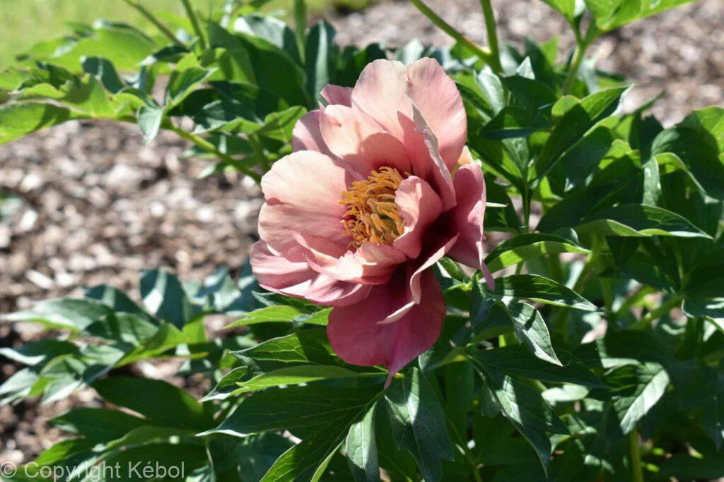 Paeonia itoh Old Rose Dandy - Bag - Kébol