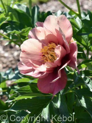 Paeonia itoh Old Rose Dandy - Case