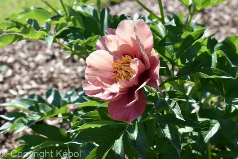 Paeonia itoh Old Rose Dandy - Bag
