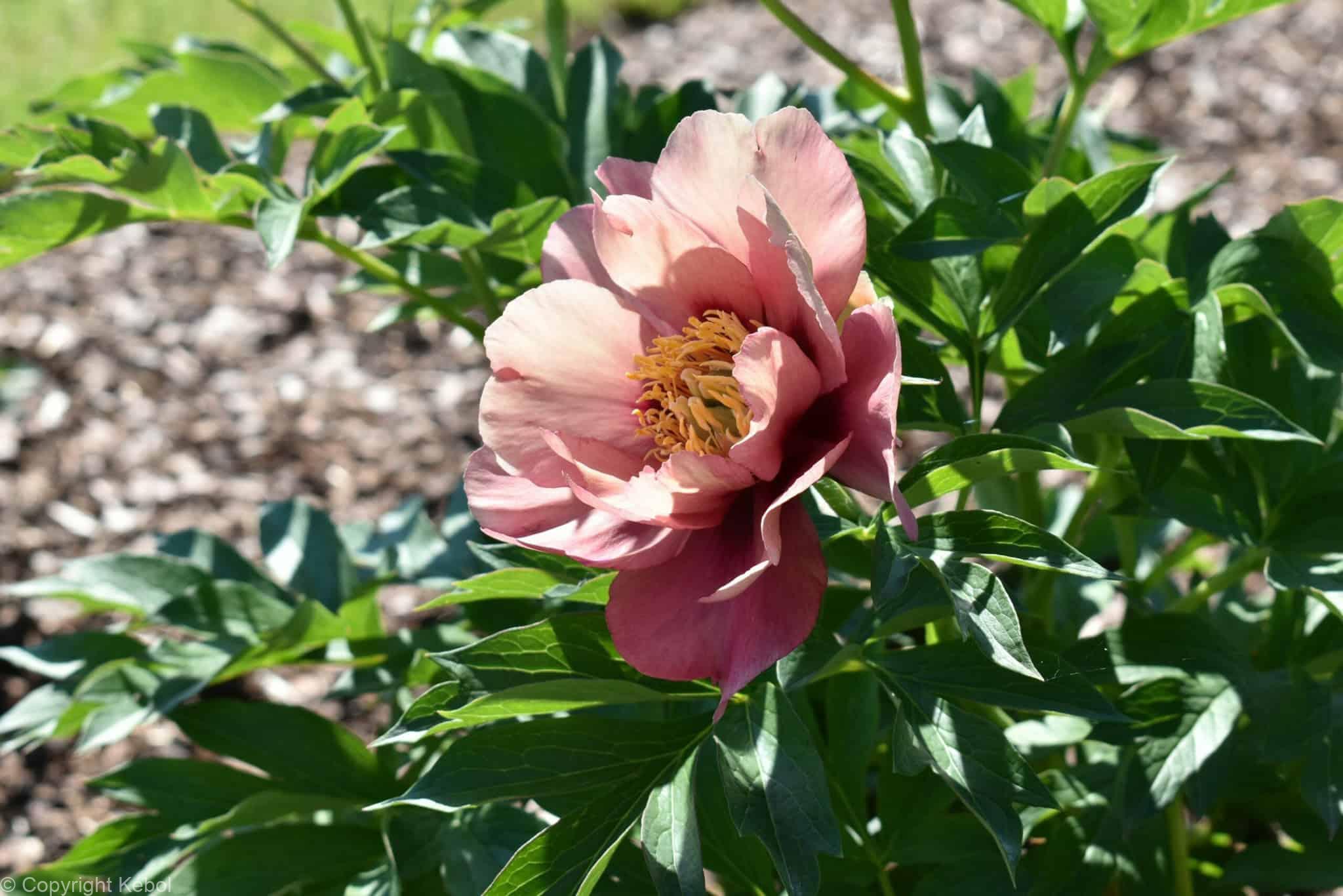 Paeonia itoh Old Rose Dandy - Case