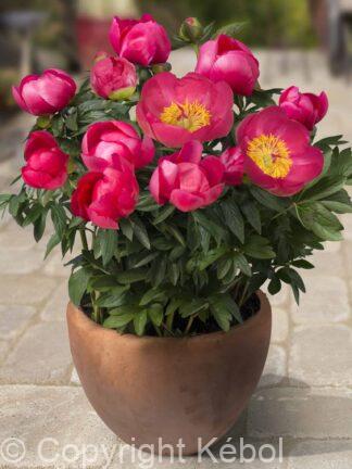 Paeonia lactiflora (S) Oslo - Bag