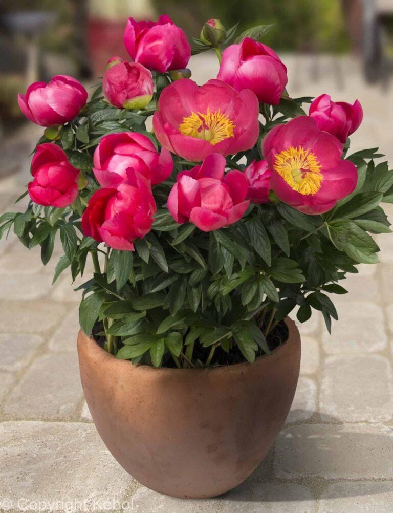 Paeonia lactiflora (S) Oslo - Bag