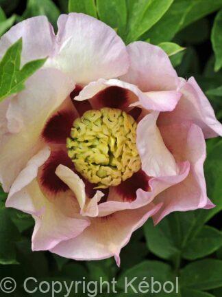 Paeonia itoh Pastel Splendor - Case