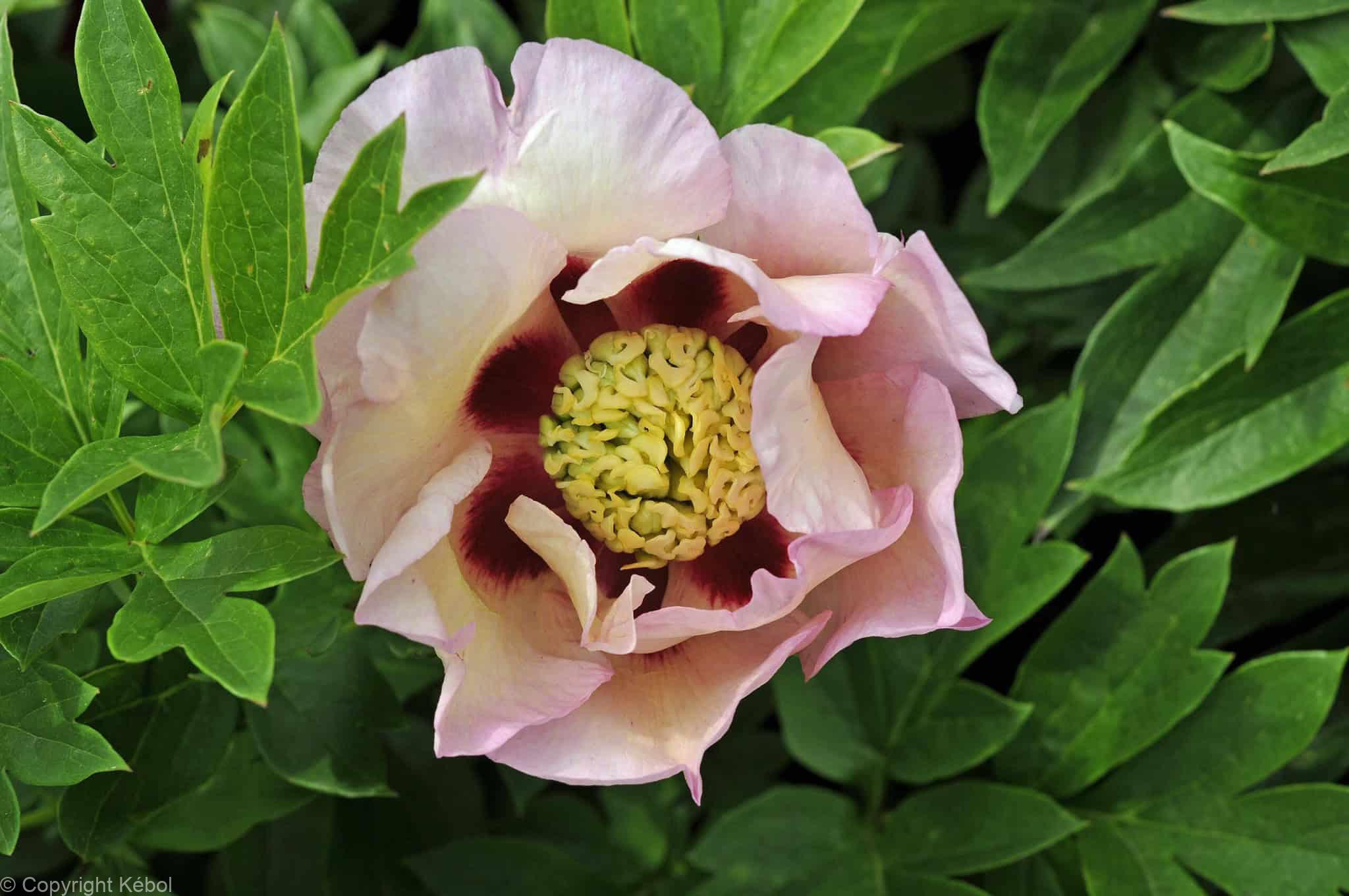 Paeonia itoh Pastel Splendor - Bag