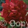 Paeonia lactiflora (D) Peter Brand - Bag