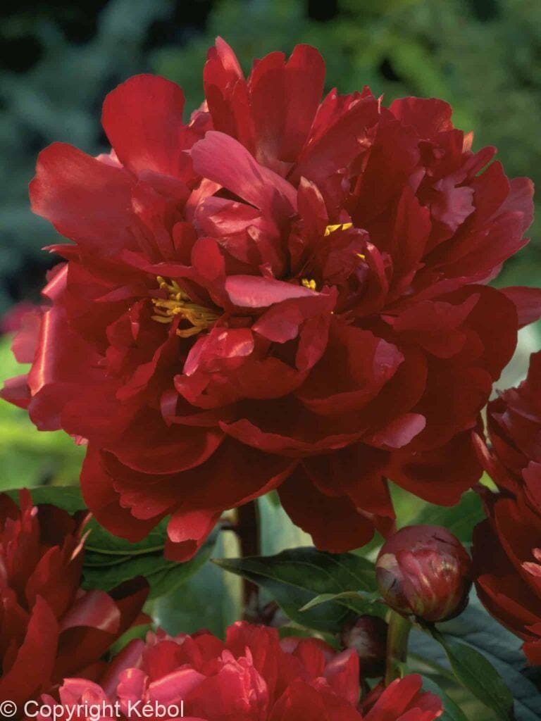 Paeonia lactiflora (D) Peter Brand - Bag