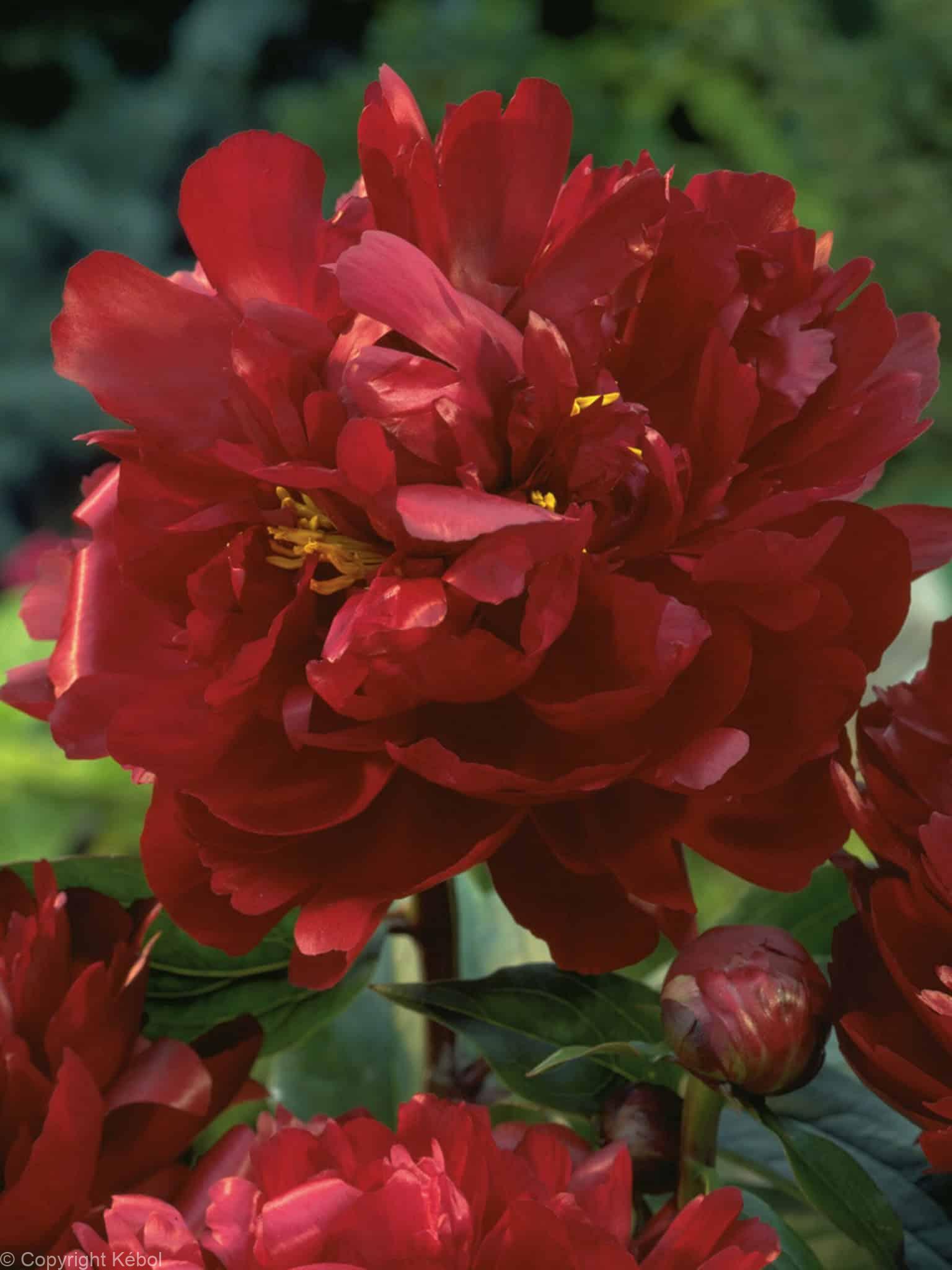 Paeonia lactiflora (D) Peter Brand - Bag
