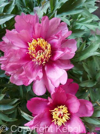 Paeonia itoh Pink Ardour - Bag