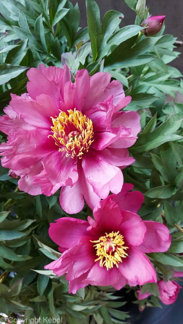 Paeonia itoh Pink Ardour - Bag