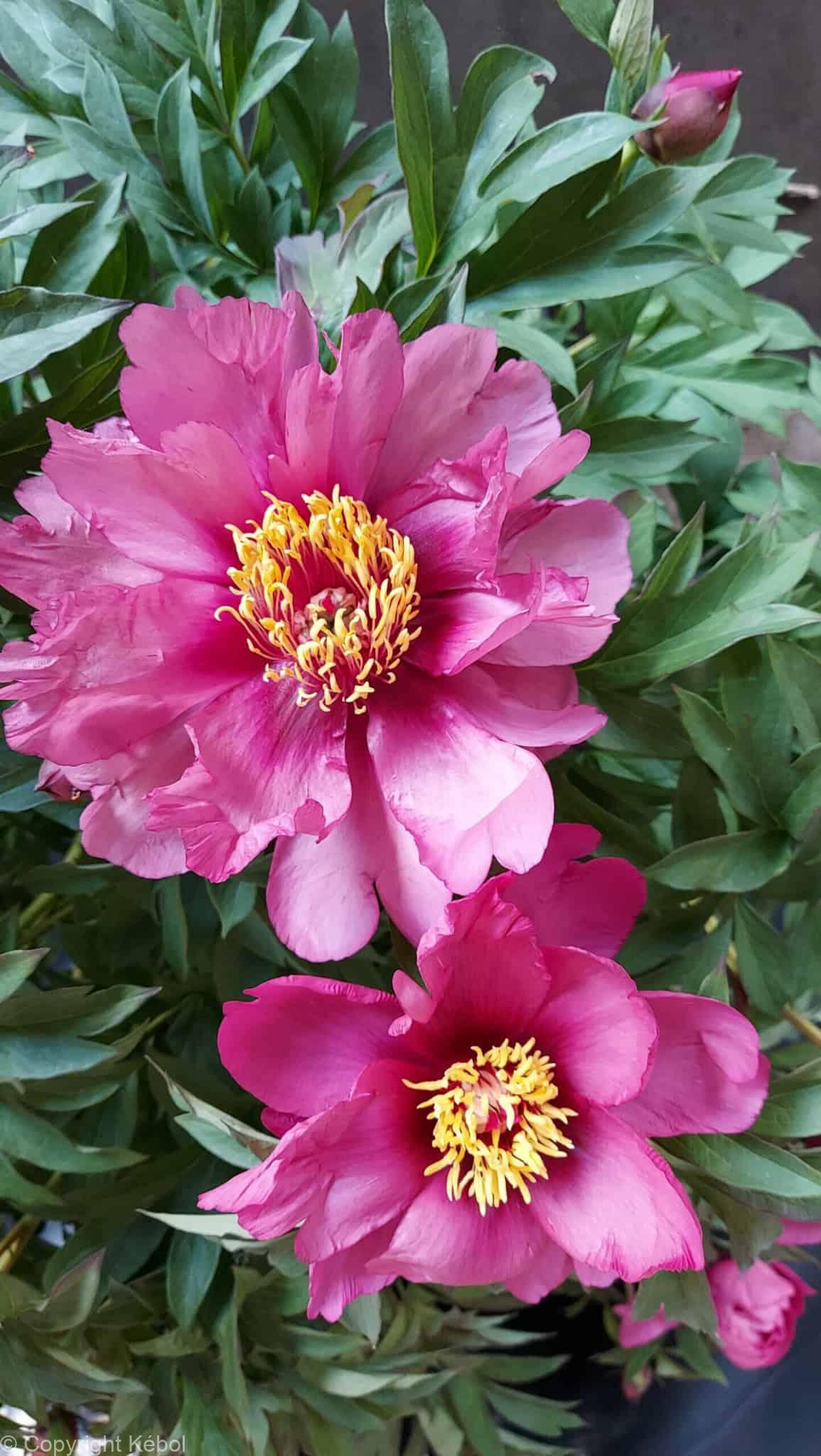 Paeonia itoh Pink Ardour - Bag