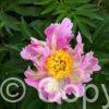 Paeonia lactiflora (S) Pink Spritzer - Bag