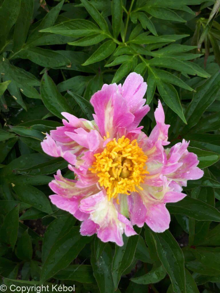 Paeonia lactiflora (S) Pink Spritzer - Bag
