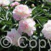 Paeonia lactiflora (D) Raspberry Sundae - Bag