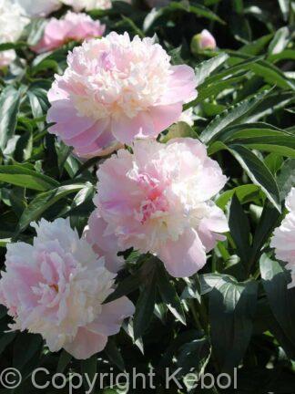 Paeonia lactiflora (D) Raspberry Sundae - Bag