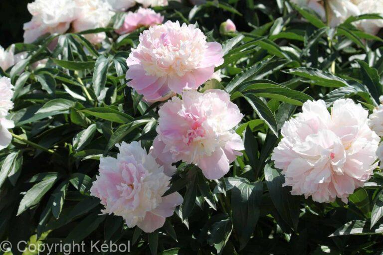 Paeonia lactiflora (D) Raspberry Sundae - Bag