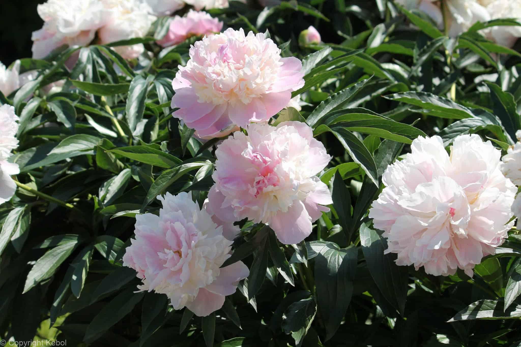 Paeonia lactiflora (D) Raspberry Sundae - Bag