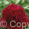 Paeonia lactiflora (D) Red Charm - Bag