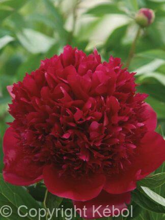 Paeonia lactiflora (D) Red Charm - Bag