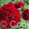 Paeonia lactiflora (D) Red Grace - Bag