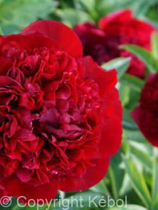 Paeonia lactiflora (D) Red Grace - Bag