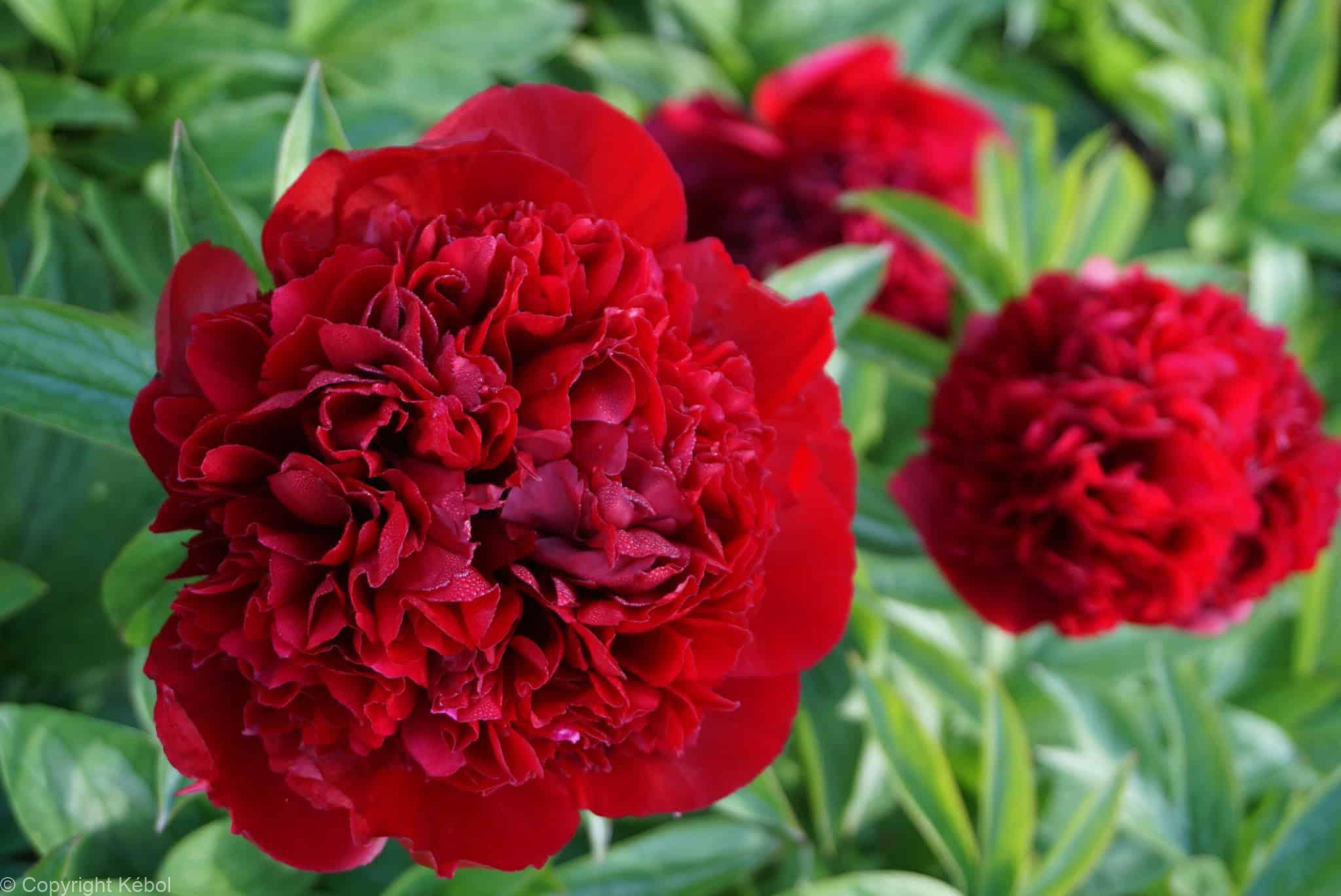Paeonia lactiflora (D) Red Grace - Bag