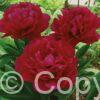 Paeonia lactiflora (D) Red Magic - Bag
