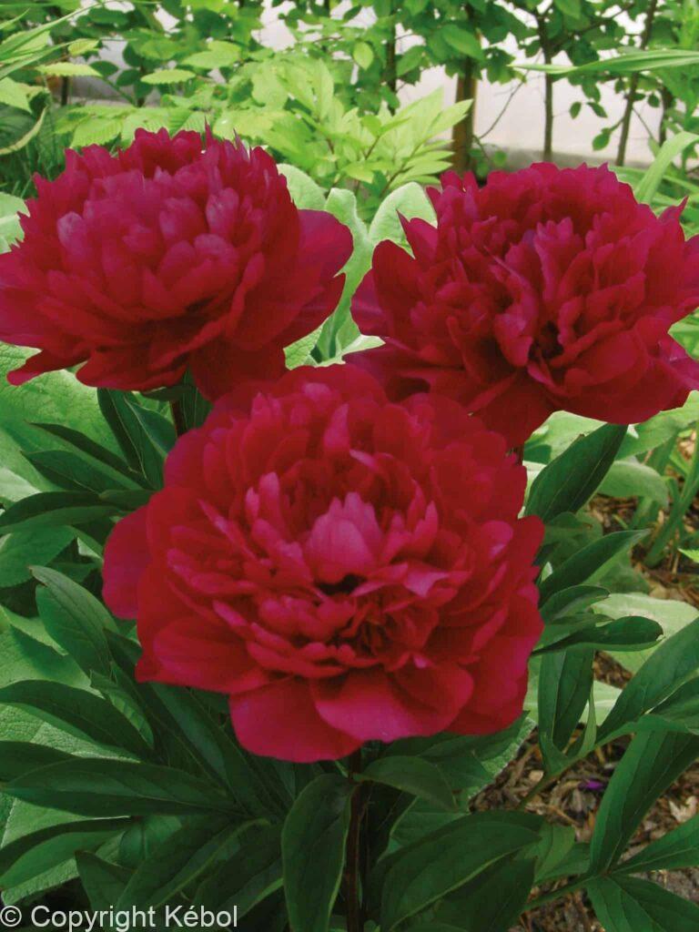 Paeonia lactiflora (D) Red Magic - Bag