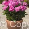 Paeonia lactiflora (D) Rome - Bag