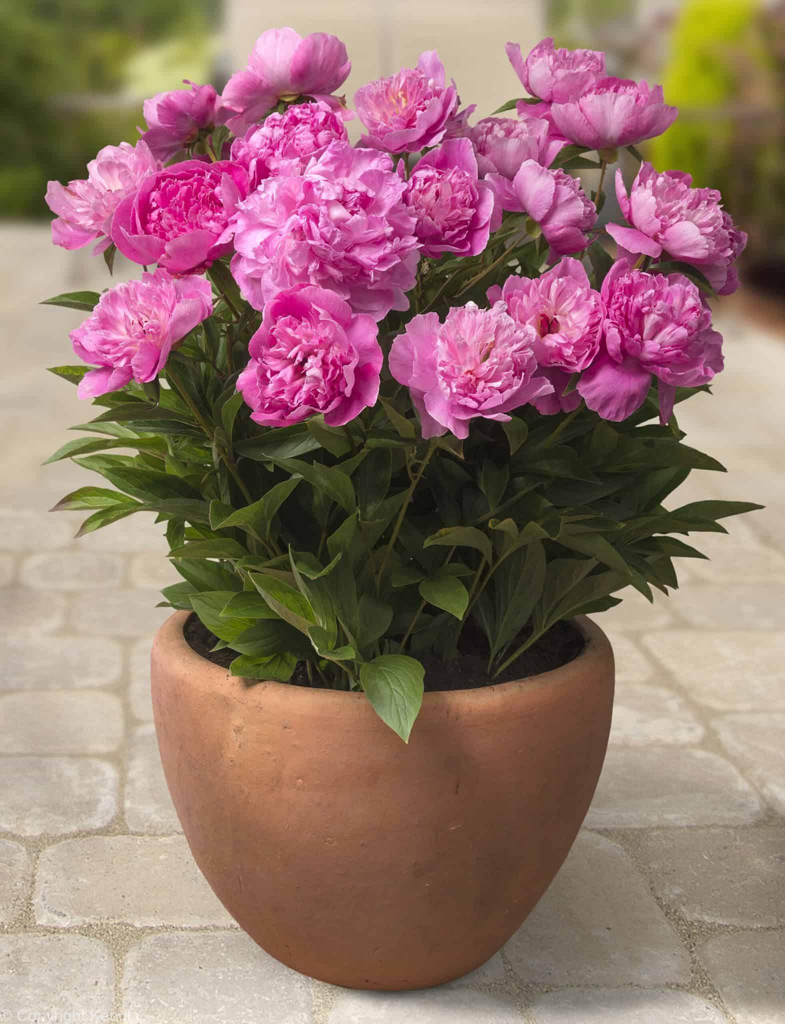 Paeonia lactiflora (D) Rome - Bag