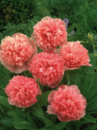 Paeonia  Rosea Plena