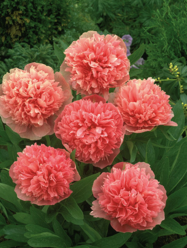 Paeonia  Rosea Plena