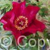 Paeonia itoh Scarlet Heaven - Bag