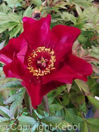 Paeonia itoh Scarlet Heaven - Bag
