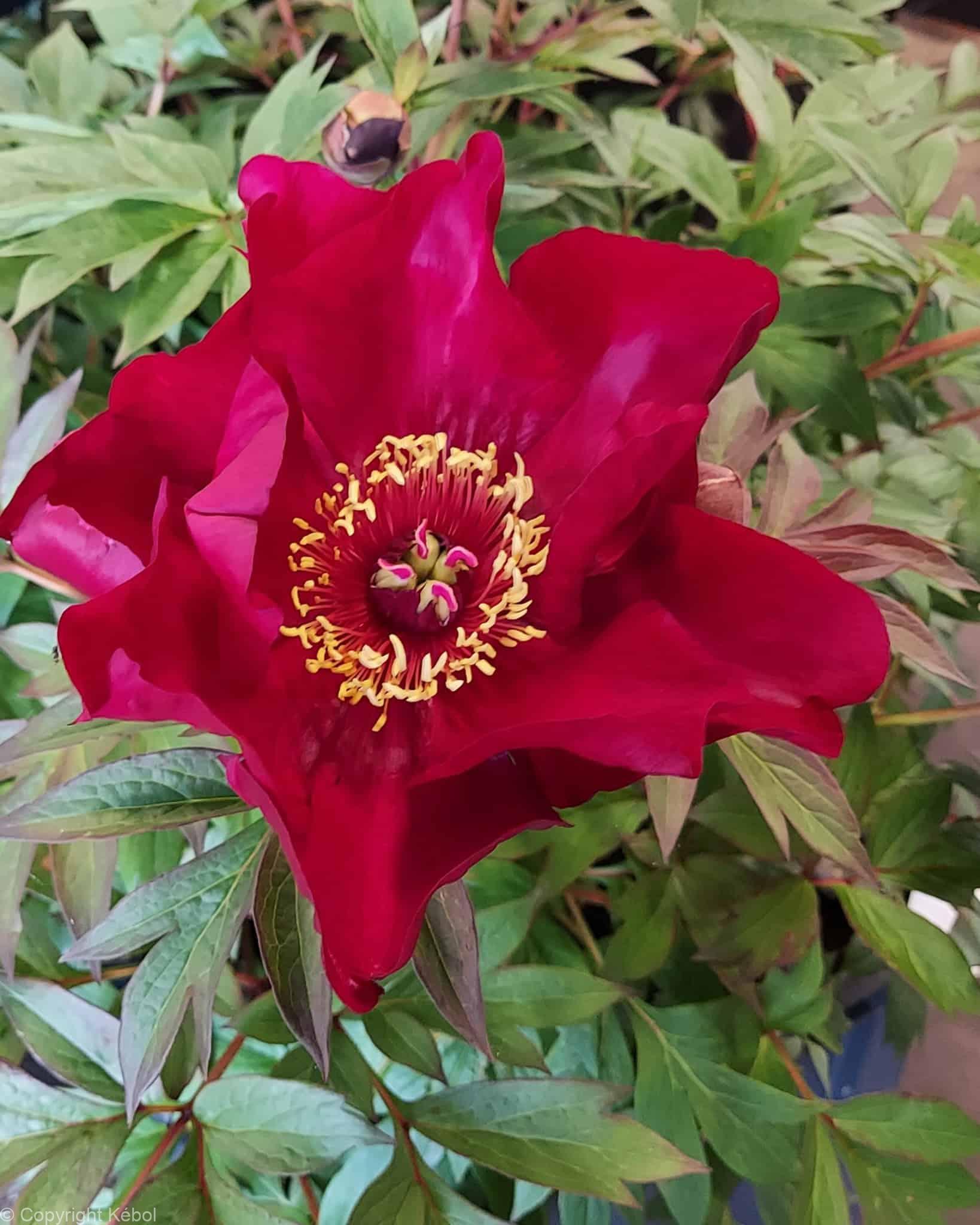 Paeonia itoh Scarlet Heaven - Bag