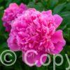 Paeonia lactiflora (D) Sebastian Maas - Bag
