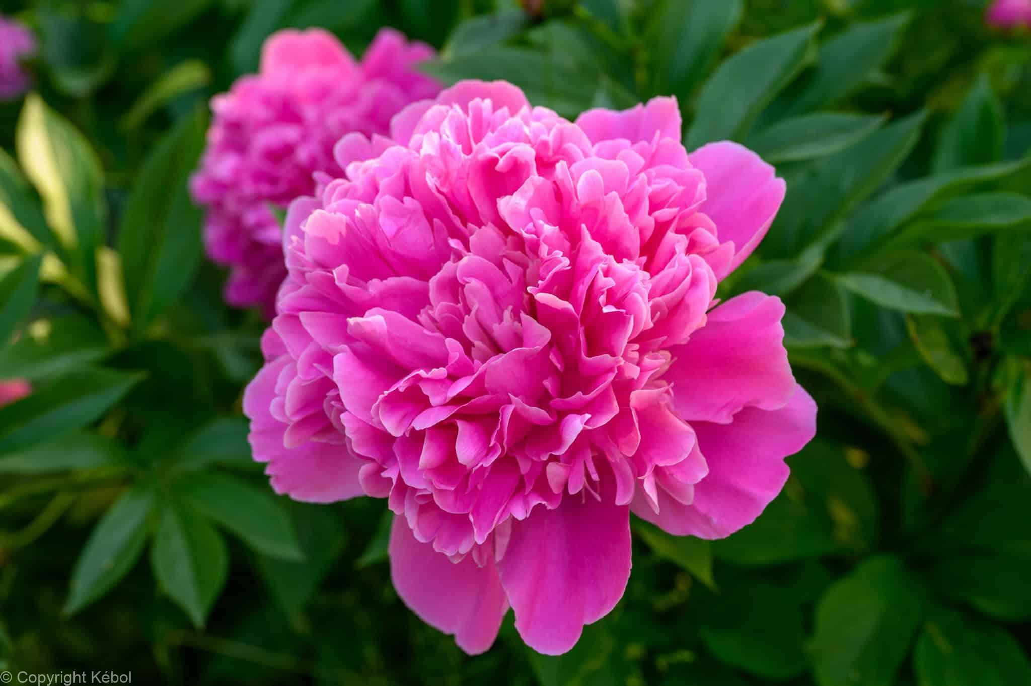 Paeonia lactiflora (D) Sebastian Maas - Bag